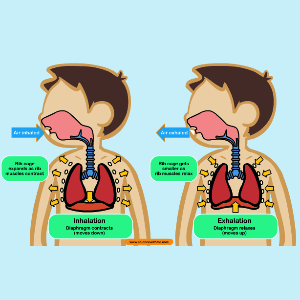 Breathing... - Bodylearning