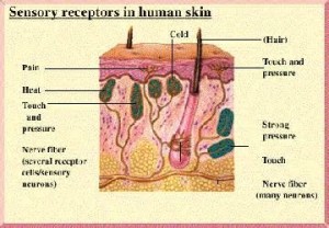 sensory receptors